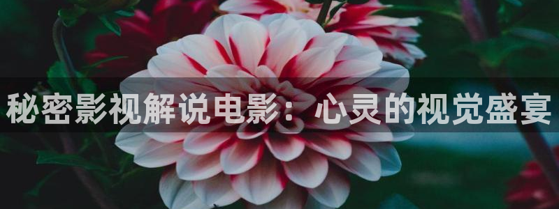 秋霞达达兔网