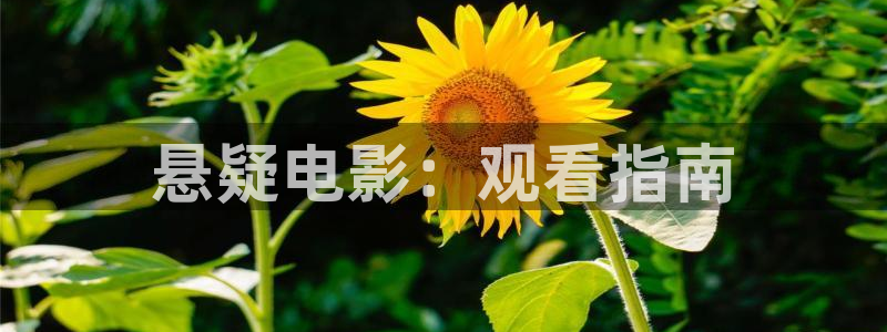 秋霞电影免费播放器