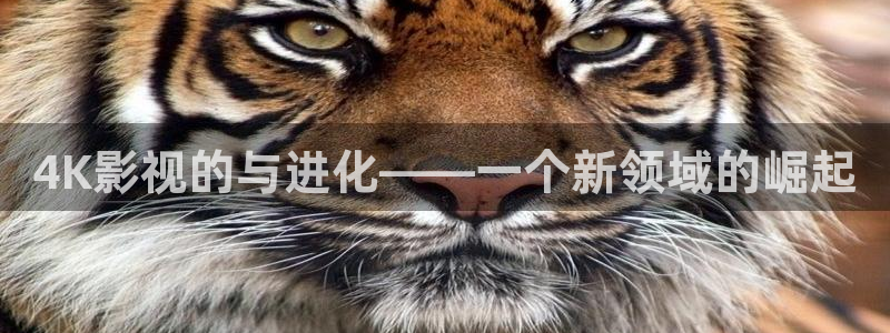 秋霞电影网高清完整版